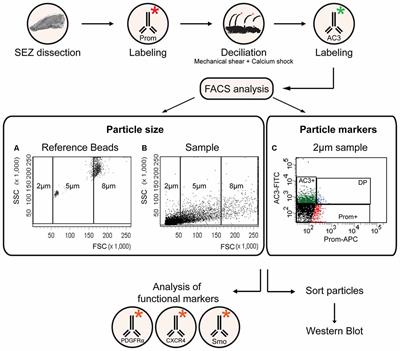 A Flow Cytometry-Based Approach for the Isolation and Characterization of Neural Stem Cell Primary Cilia